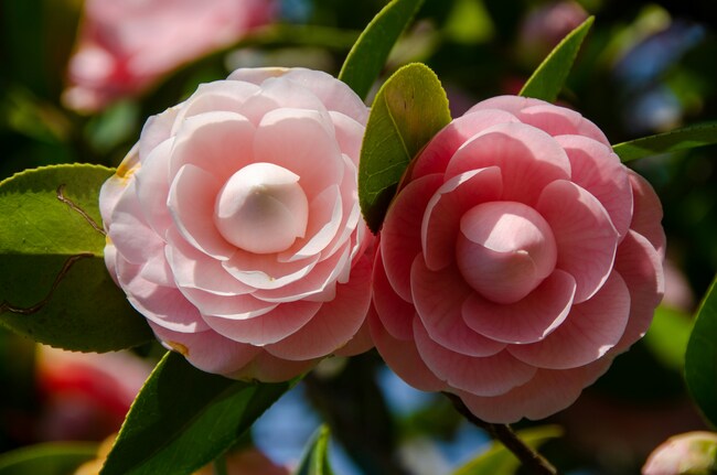 Spring on Lake Maggiore: camellia and citrus fruit festival 